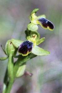 Ophrys fusca ssp. sancti-isidorii