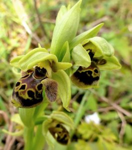 Ophrys bucephala