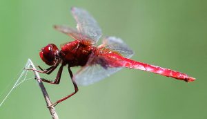 Crocothemis erythracea