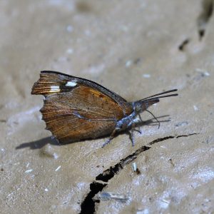 Libythea celtis. Nettle-tree Butterfly.