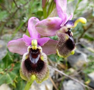 Ophrys leochroma ssp sanctae-marcellae