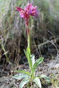 Orchis papilionacea ssp heroica