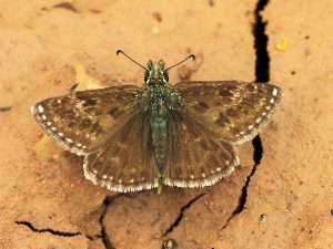 Erynnis tages. Dingy Skipper.