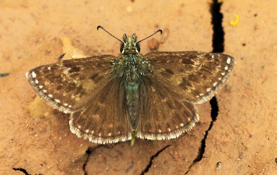 Erynnis tages. Dingy Skipper.