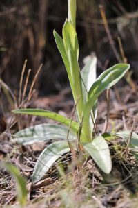 Orchis papilionacea ssp heroica