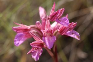 Orchis papilionacea ssp heroica