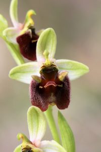 Ophrys bornmuelleri