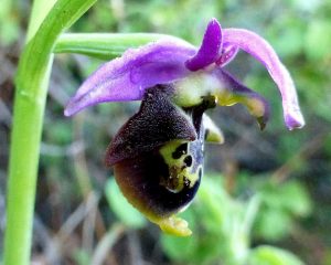 Ophrys homeri