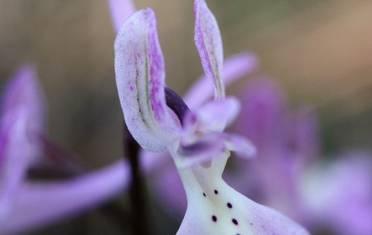 Orchis troodi