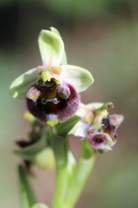 Ophrys levantina