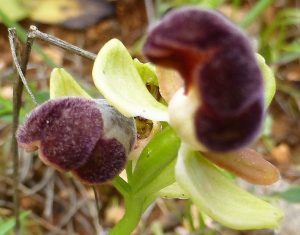 Ophrys pelinaea