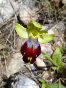 Ophrys lindia