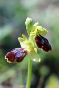 Ophrys cesmeensis
