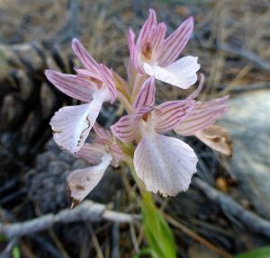 Orchis papilionacea ssp heroica