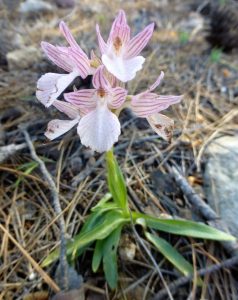 Orchis papilionacea ssp heroica