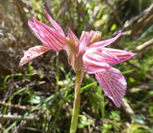 Orchis papilionacea ssp heroica