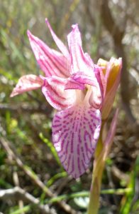 Orchis papilionacea ssp heroica