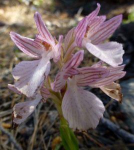 Orchis papilionacea ssp heroica
