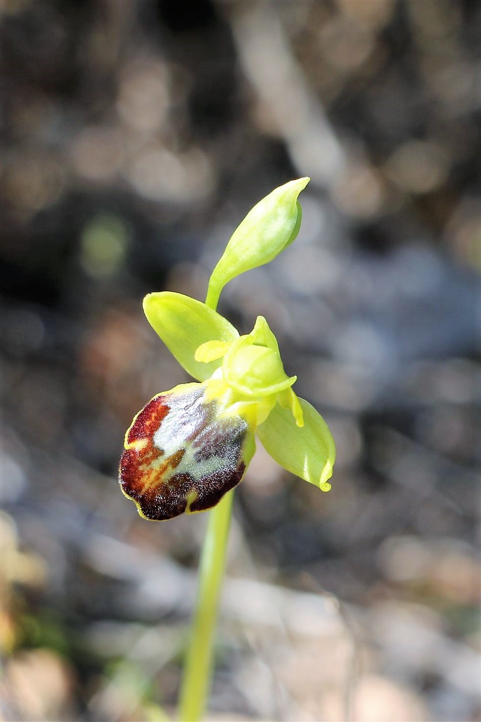 Ophrys parosica var phaseliana