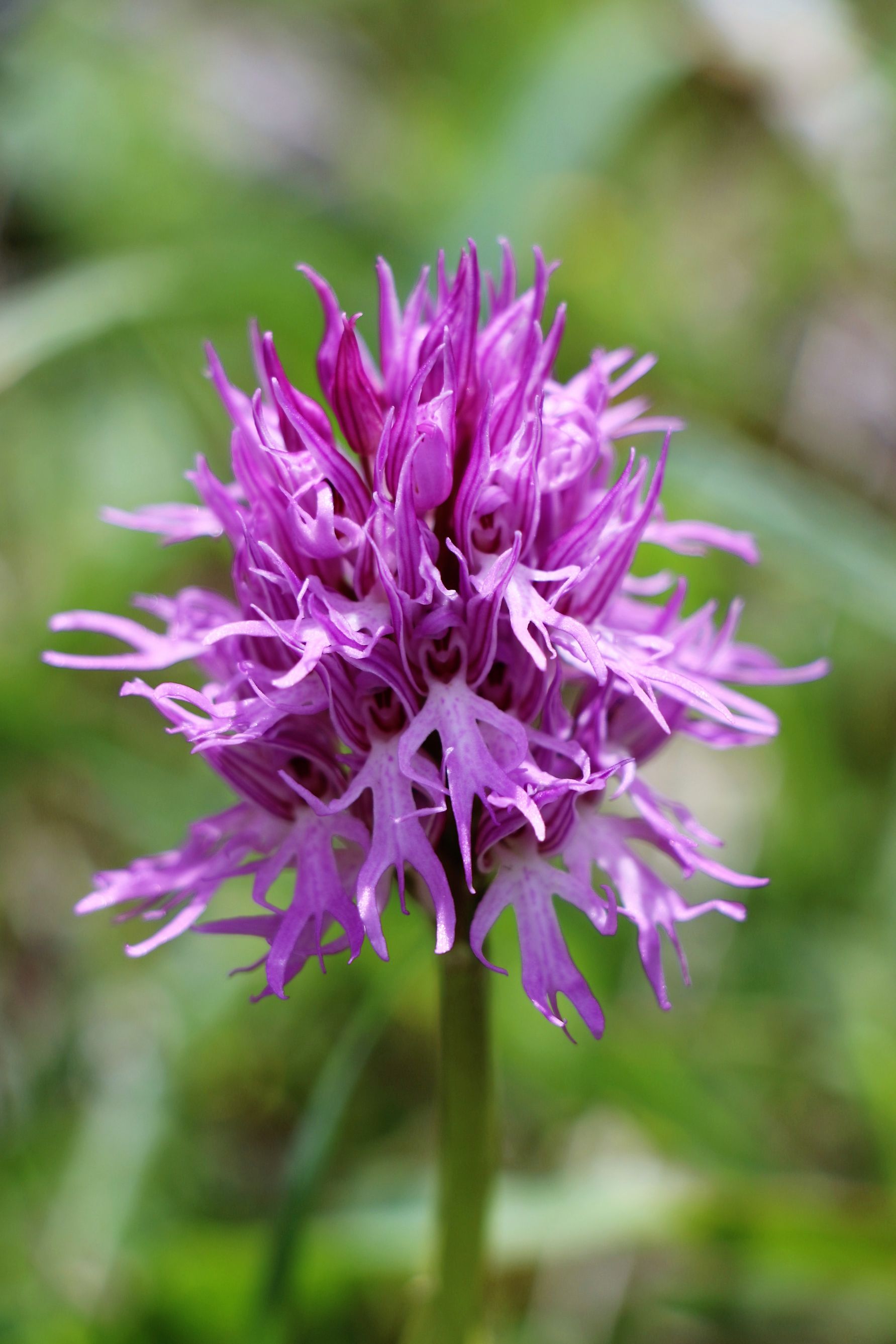 Orchis italica | Orchids, Orchis
