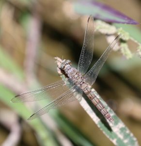 Orthetrum brunneum. Southern Skimmer.