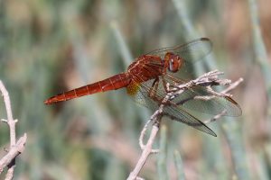 Crocothemeis erythraea. Broad Scarlet.