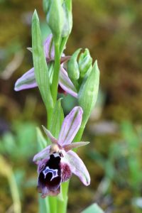 Ophrys reinholdii