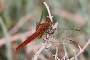 Crocothemeis erythraea. Broad Scarlet.