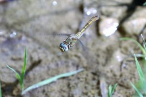 Orthetrum coerulescens