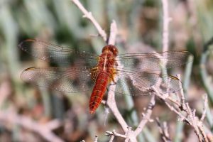 Crocothemeis erythraea. Broad Scarlet.