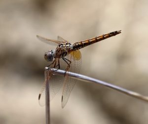 Crocothemis erythraea. Broad Scarlet.