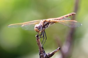 Crocothemis erythraea. Broad Scarlet.