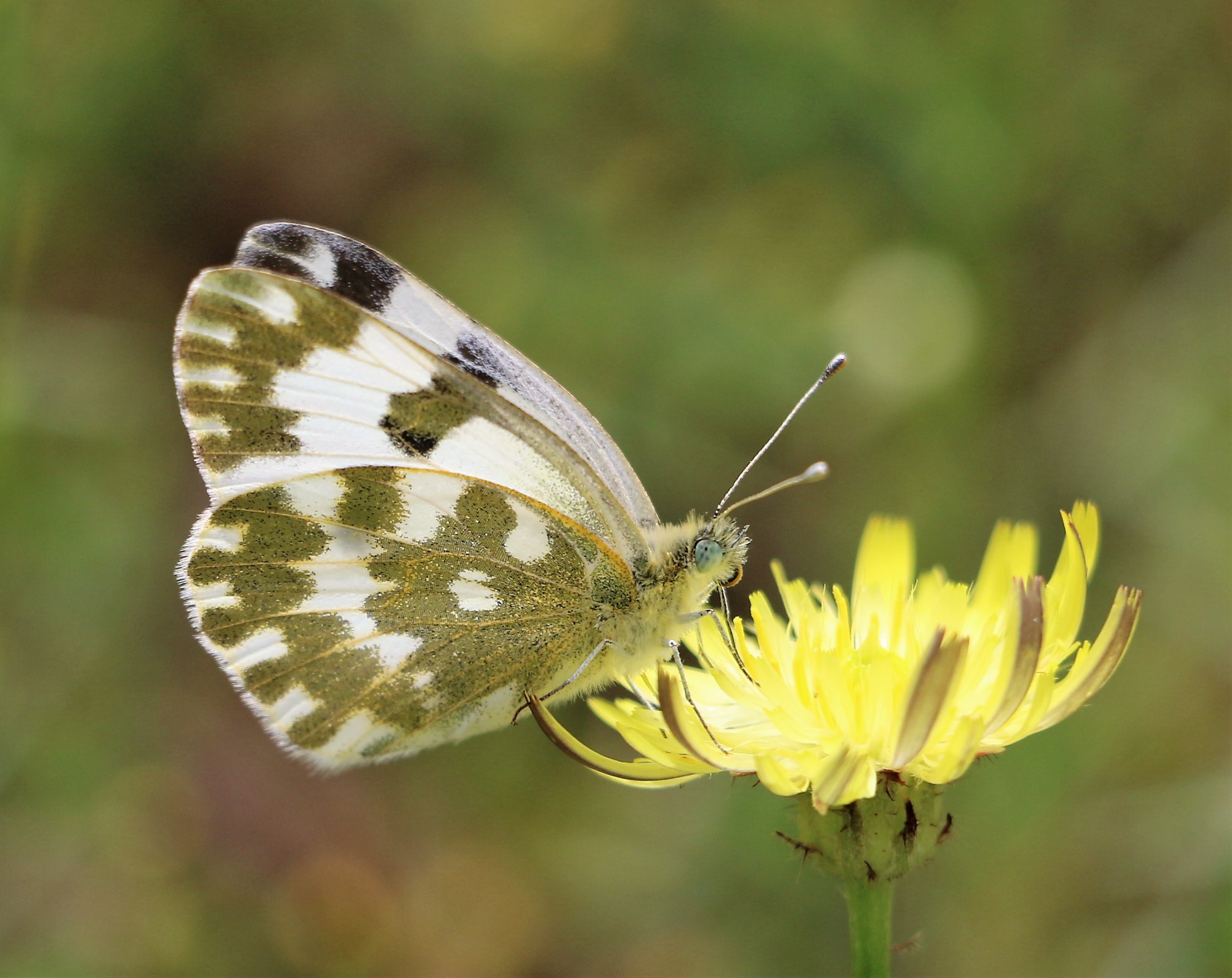Pontia edusa. Eastern Bath White.