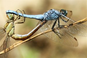 Orthetrum coerulescens