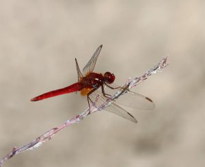 Crocothemis erythraea. Broad Scarlet.