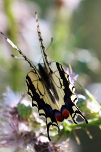 Papilio machaon. Swallowtail.