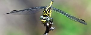 Onychogomphus forcipatus. Small Pincertail.