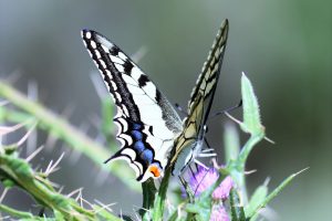 Papilio machaon. Swallowtail.