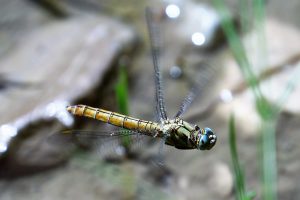 Orthetrum coerulescens