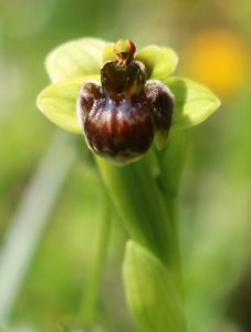 Ophrys bombyliflora.