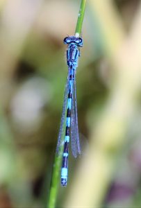 Coenagrion puella