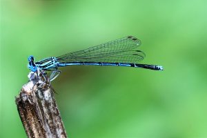 Coenagrion puella