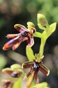 Ophrys regis ferdinandii