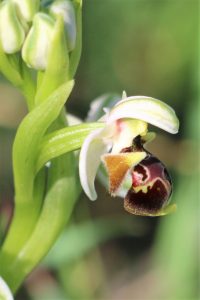 Ophrys umbilicata ssp. umbilicata