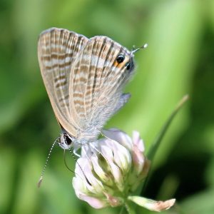 Lampides boeticus. Long-tailed Blue.