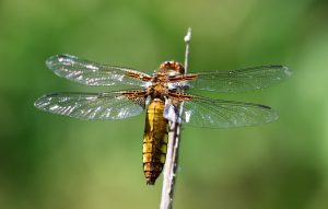 Crocothemis erythraea. Broad Scarlet.