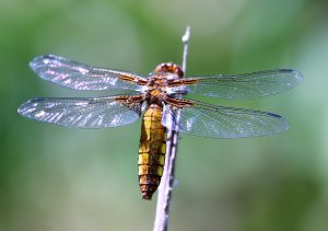 Crocothemis erythraea. Broad Scarlet.