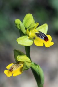 Ophrys sicula ssp. phryganae