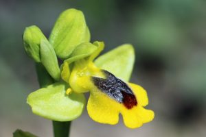 Ophrys sicula ssp. phryganae