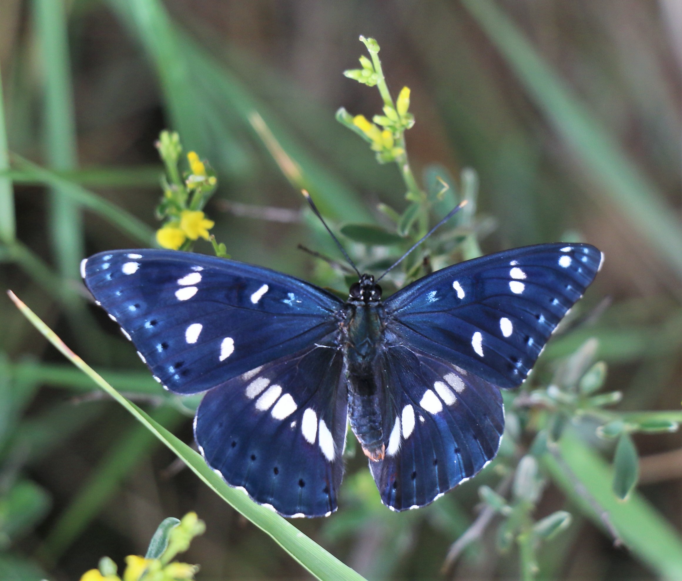 Limenitis reducta. Southern White Admiral.